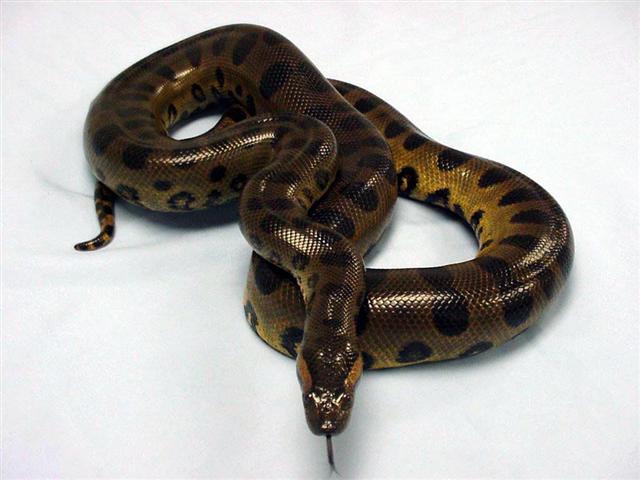 Anaconda.